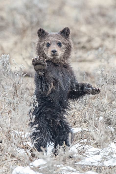 Grizzly Cub Waving Tom Murphy Photography