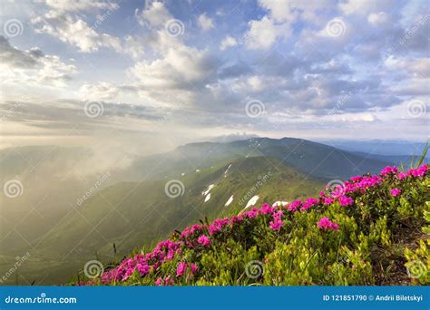 Lit By Sun Mountain Slope With Blooming Pink Flowers On Foggy Mountains