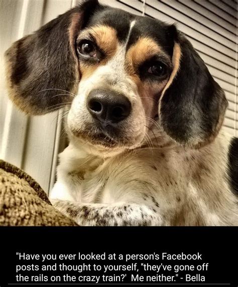 Pin By Mark Whitecotton On Beagle Memes Cute Dogs Beagle Dogs