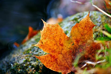 Grass Leaves Autumn Fallen Leaf Wallpapers Hd Desktop And Mobile