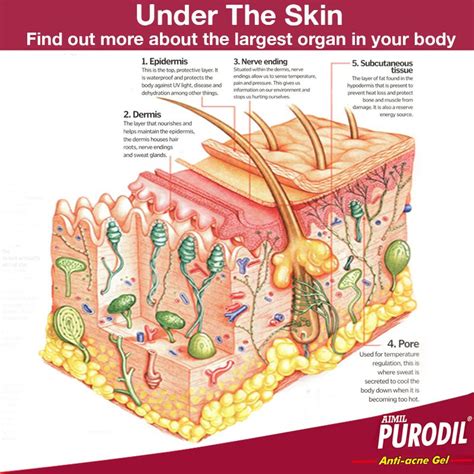 Find Out More About The Largest Organ In Your Body Skincare