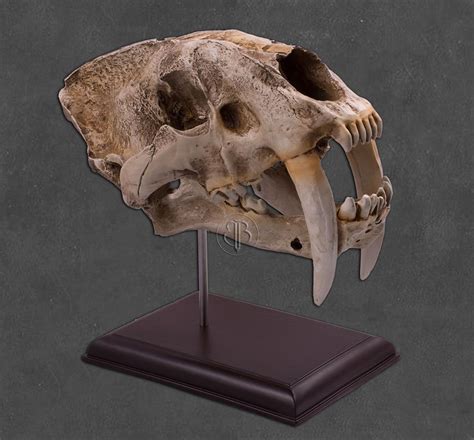 Saber Tooth Tiger Skeleton