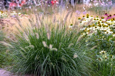 Pennisetum Alopecuroides Fountain Drought Tolerant Ornamental Grass