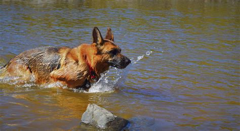 Free Stock Photo Of Dog German Shepherd Dog Water Dog