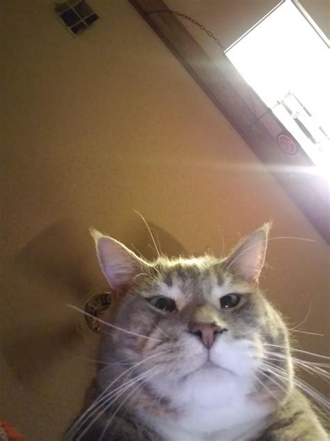 When You Accidentally Open The Front Facing Camera Cats Animals Memes