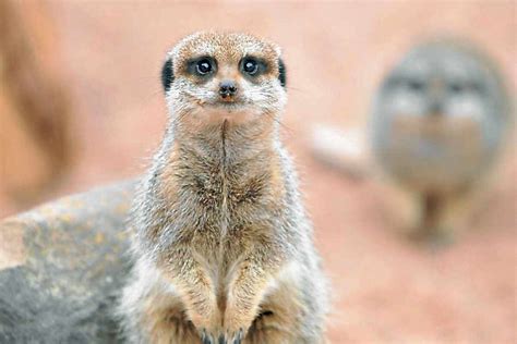 Meerkat Mates Simples Express And Star
