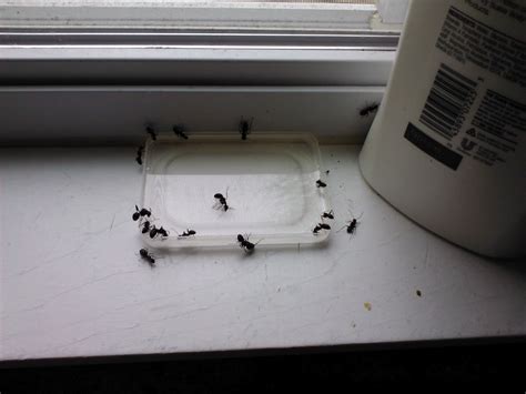 Each piece is a trap for ant. Dollops of Diane: Homemade Ant Killer