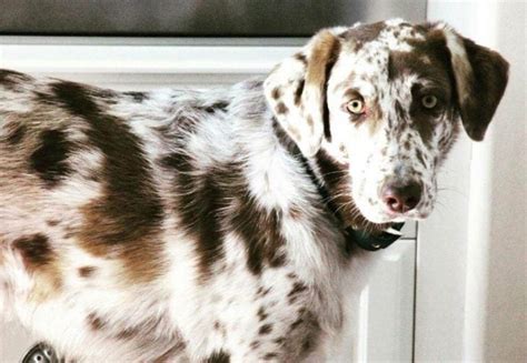 Australian Shepherd And Lab Mix