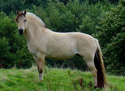 horse breeds  norway  equinest