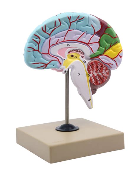 Buy Functional Human Brain Model Cross Section 12 Size Color