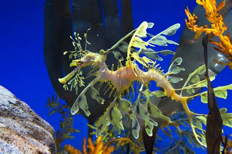 New Sea Dragon And Seahorse Beauties Happening Now Beautifulnow