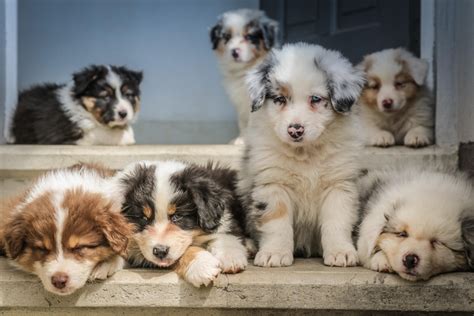 Miniature Border Collie Beauty And Intelligence In A Small Dog