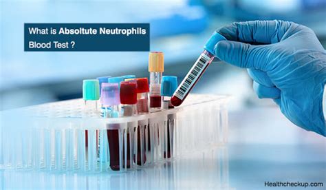 What Is Absolute Neutrophils Blood Test