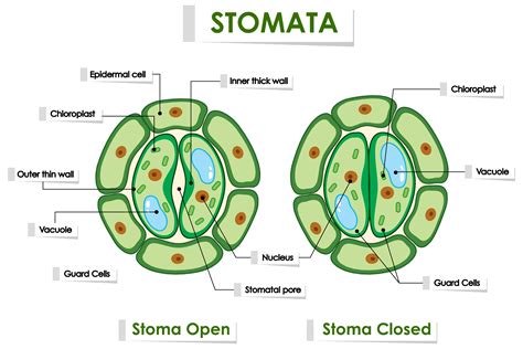 Solved Stomata Are Tiny Pores On The