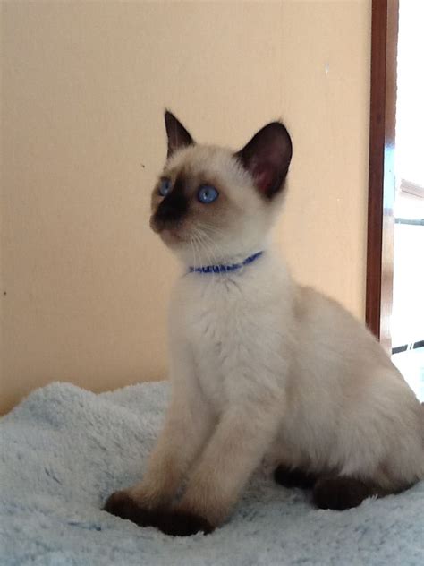 Seal Point Stormhaven Siamese Kitten Pretty Cats Gorgeous Cats