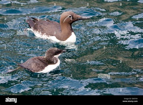 Common Murre Or Guillemot With Chick Off Bear Island Norway Stock