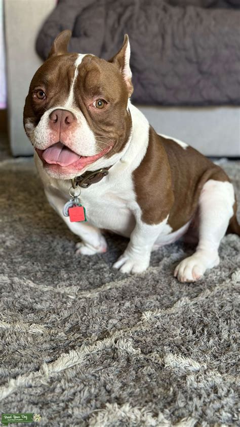 American Bulldog Stud Dog In Sacramento The United States Breed