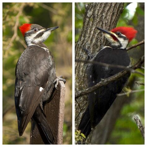 Showing The Difference Between The Female And Male Pileated Woodpeckers Rbirding