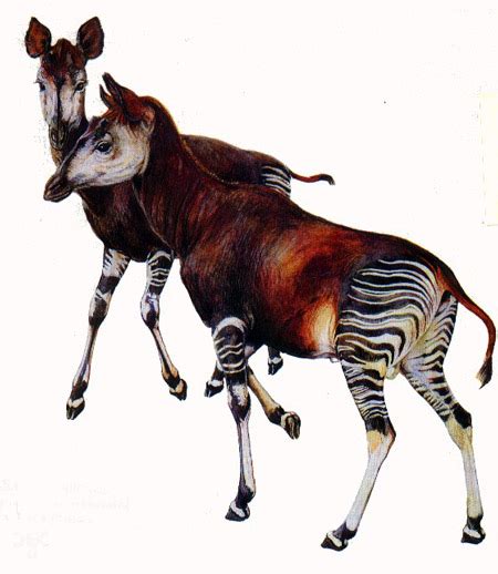5 Weird And Wonderful Facts About The Okapi Africa Geographic