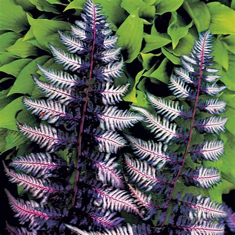 How To Grow Japanese Painted Ferns The Garden Of Eaden In 2020 Shade