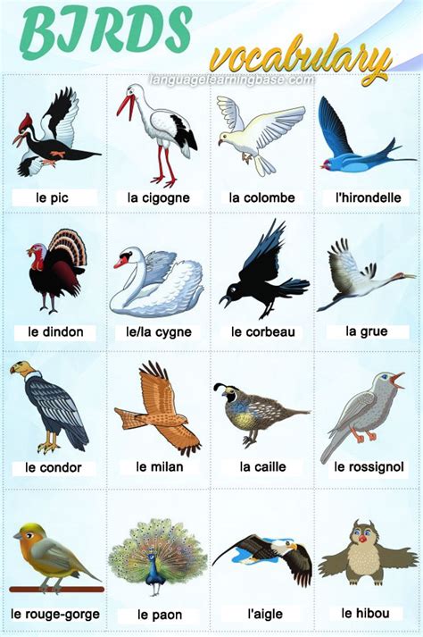 Birds Vocabulary In French Learn Frenchvocabularybirdsfrenchwords