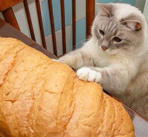 Can Cats Have Bread Cat Meme Stock Pictures And Photos