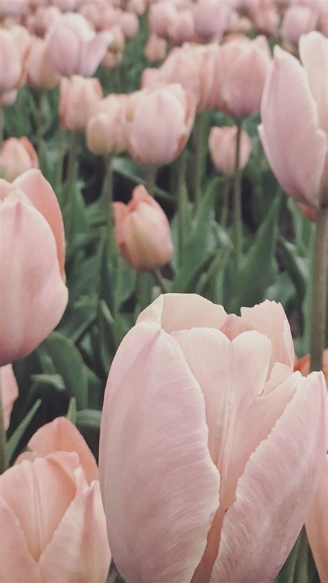 √ Wallpaper Tulips Tumblr