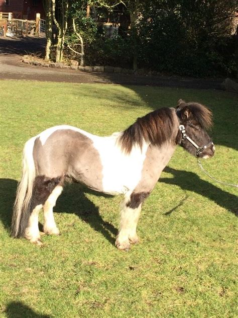 31 775hh Miniature Horse For Sale 8 Yo In Belford Northumberland