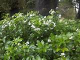 Tall Flowering Shrubs For Privacy Images
