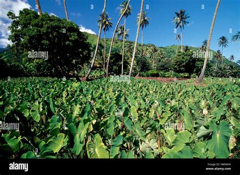 Plantation De Taro Colocasia Esculenta Tahiti îles De La Société