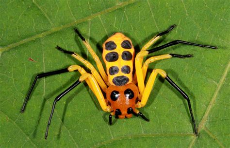 Chinese Scientist Discovers New Spider Species Xishuangbanna