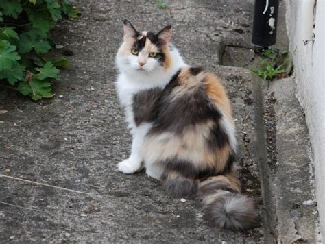 Filelonghaired Calico Cat Wikimedia Commons
