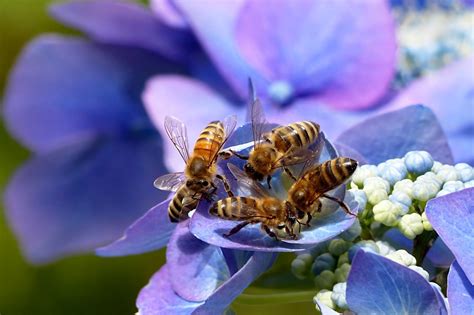 Surprising Similarity Between Honey Bee And Human Interaction Unveiled