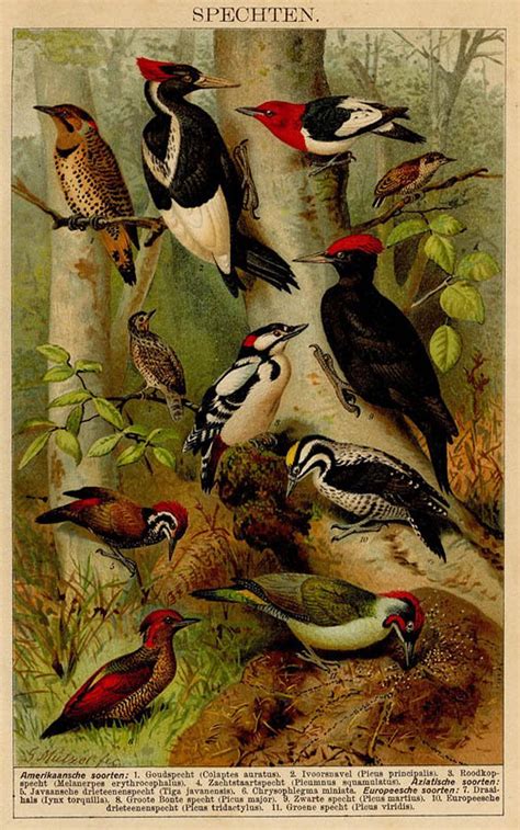 art and illustration vintage bird illustration illustrations nature prints bird prints