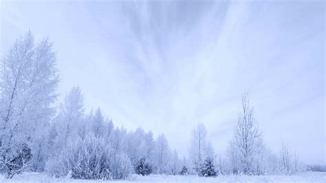 White Winter Trees Snow Sky Clouds Forest Countryside Landscapes Nature