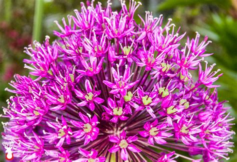 Early Color Our Favorite Spring Blooming Perennials