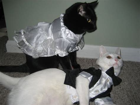 New beautiful beachy wedding dress gown size 4. 17 Best images about Cat Lover's Wedding on Pinterest ...