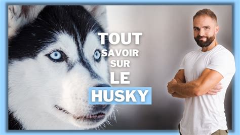 Le Husky Tout Savoir Sur Le Husky De Sibérie Esprit Dog