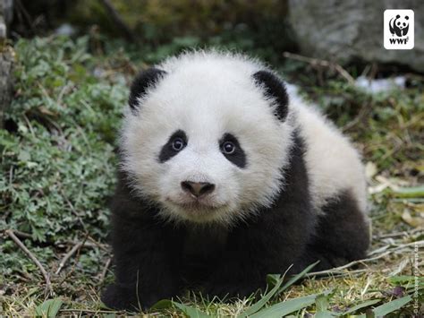 Cute Baby Panda Bears Panda Wallpaper Image Cutest Animals