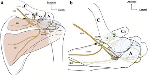 Schematic Diagram Of The Distal Suprascapular Nerve Dssn And Its