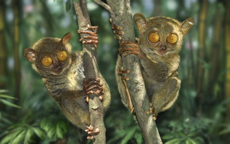 Two Tarsiers Endangered Species And Where To See Them Most Endangered