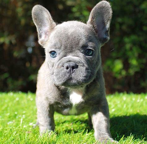 Frenchie Cute Baby Girl Baby Animals Cute Puppies Cute Baby Girl