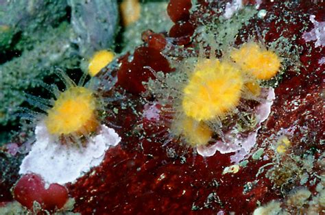 Balanophyllia Elegans Orange Cup Coralthe Race Rocks Taxonomy Race