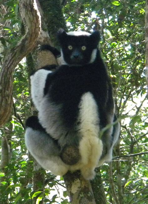 Indribabakoto Is One Of The Largest Living Lemurs It Is A Diurnal