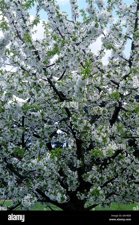 Prunus Stella Stock Photo Alamy
