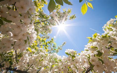 солнце, весна, дерево, цветы картинки на рабочий стол 88671