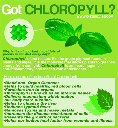 What Are Chlorophyll Benefits