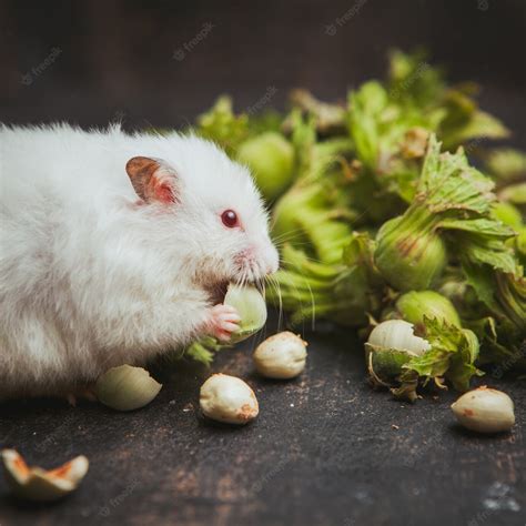 Free Photo Hamster Eating Hazelnut Side View On A Dark Brown