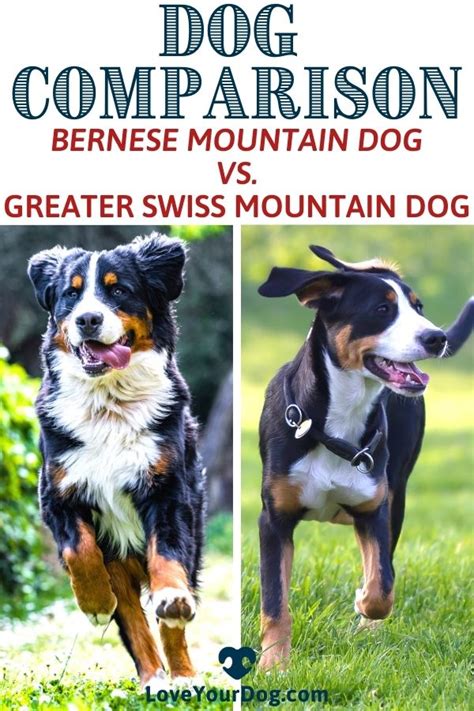 Bernese Mountain Dog Vs Greater Swiss Mountain Dog Whats The
