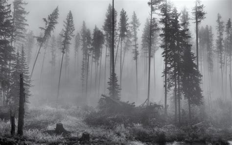 Landscape Nature Forest Mist Wallpapers Hd Desktop And Mobile